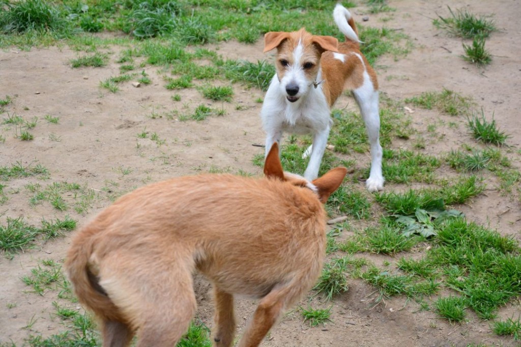 Bindung zwischen Mensch und Hund APORT Hundeschule