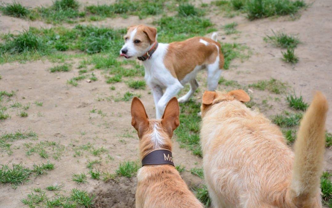 Wie du das Kennenlernen von Hunden gestalten kannst | Dog It Right