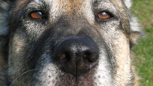 Souveränität in der Hundebeziehung