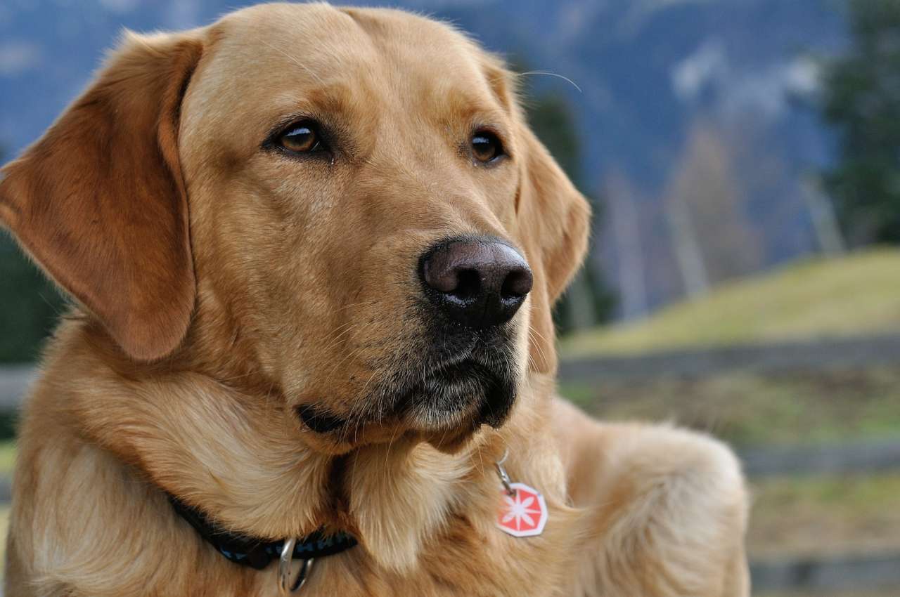 Blog Sinnesleistung Riechen und Hören APORT Hundeschule