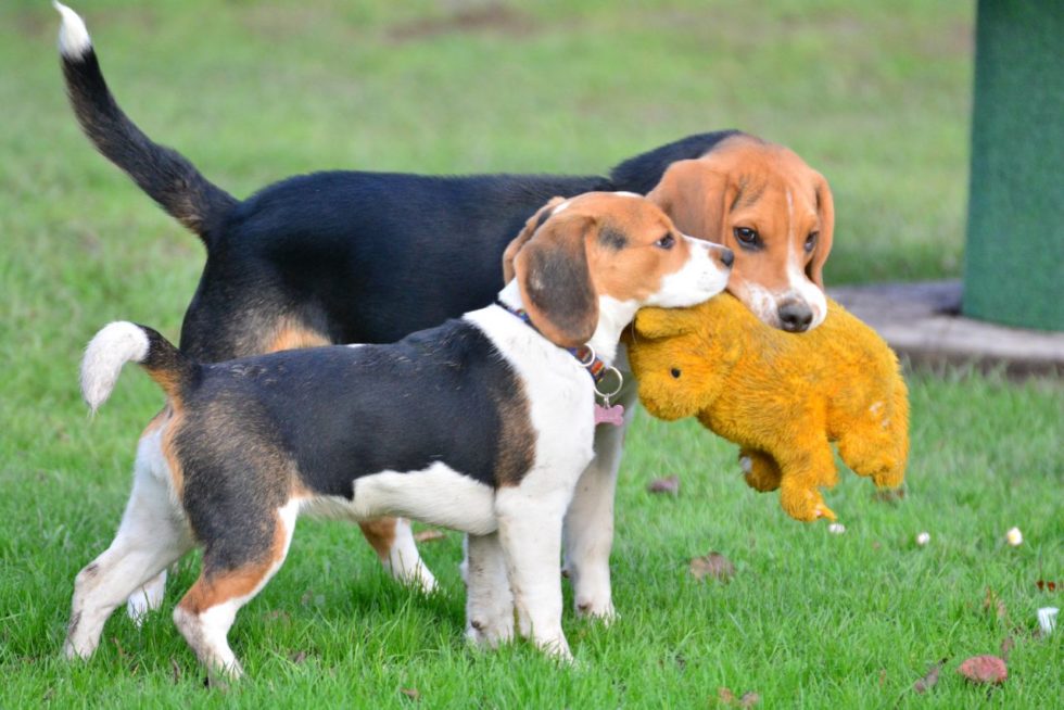 BlickabwendenBeschwichtigung beim Hund APORT Hundeschule