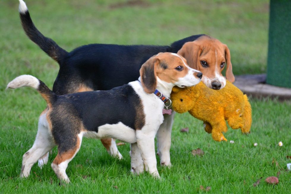 BlickabwendenBeschwichtigung beim Hund APORT Hundeschule