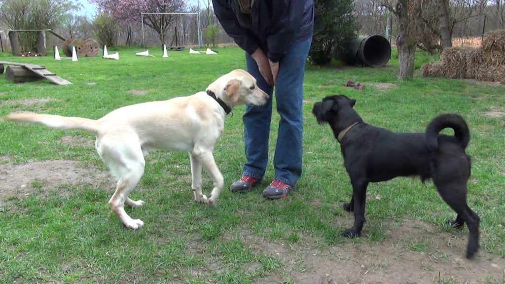 Beschwichtigung beim HundPföteln APORT Hundeschule