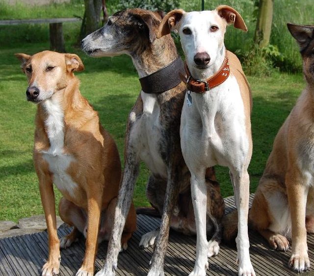 Beschwichtigung beim Hundsich klein machen APORT Hundeschule