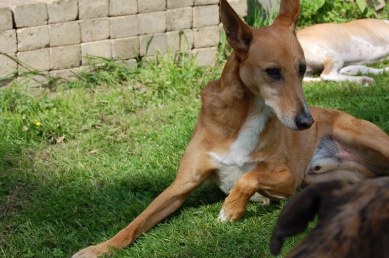 Beschwichtigung beim HundPföteln APORT Hundeschule