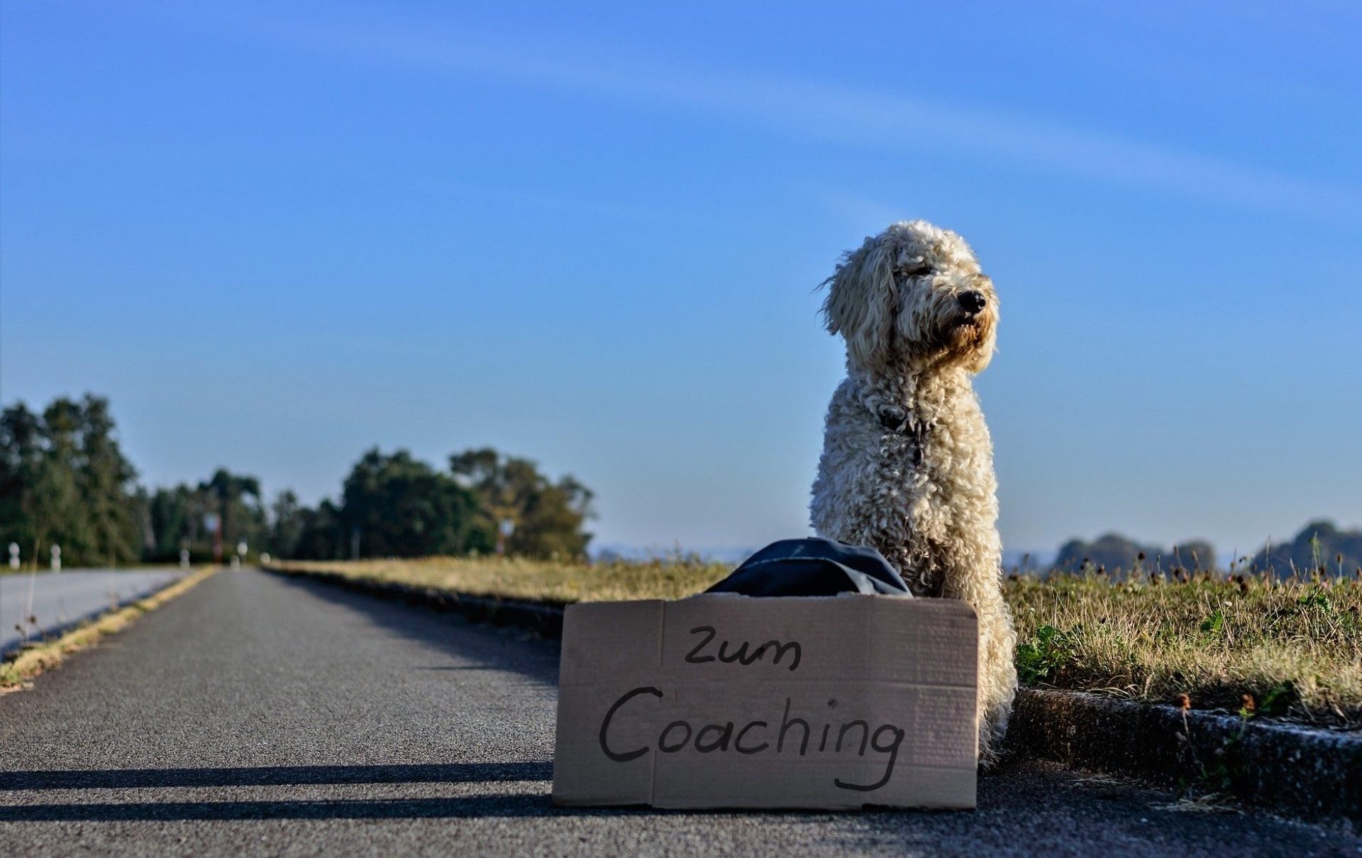 Aport Hundeerziehung-Coaching Aport Hundeerziehung-Coaching