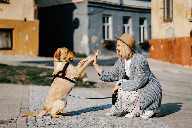 Bindung zwischen Mensch und Hund